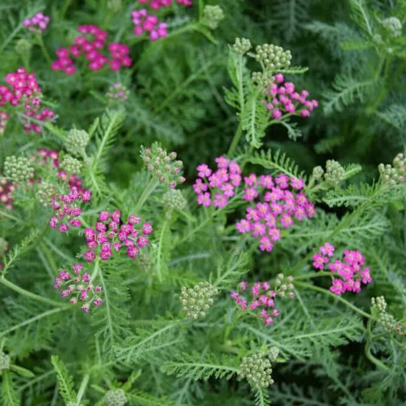 Achillea millefolium 'Cerise Queen' ---